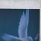 BIRDS OF A FEATHER||