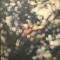 ||OBSCURED BY CLOUDS
