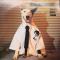 ||WORKING CLASS DOG 