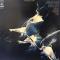 WEATHER REPORT (LP)