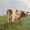 ||ATOM HEART MOTHER