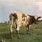 ATOM HEART MOTHER