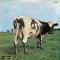 Atom Heart Mother: 原子心母