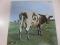 Atom Heart Mother 原子心母