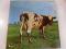 Atom Heart Mother 原子心母