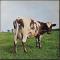 Atom Heart Mother ||原子心母