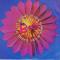 SUMMER OF LOVE