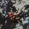 Obscured By Clouds||
