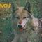 Canis Lupus
