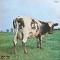 Atom Heart Mother